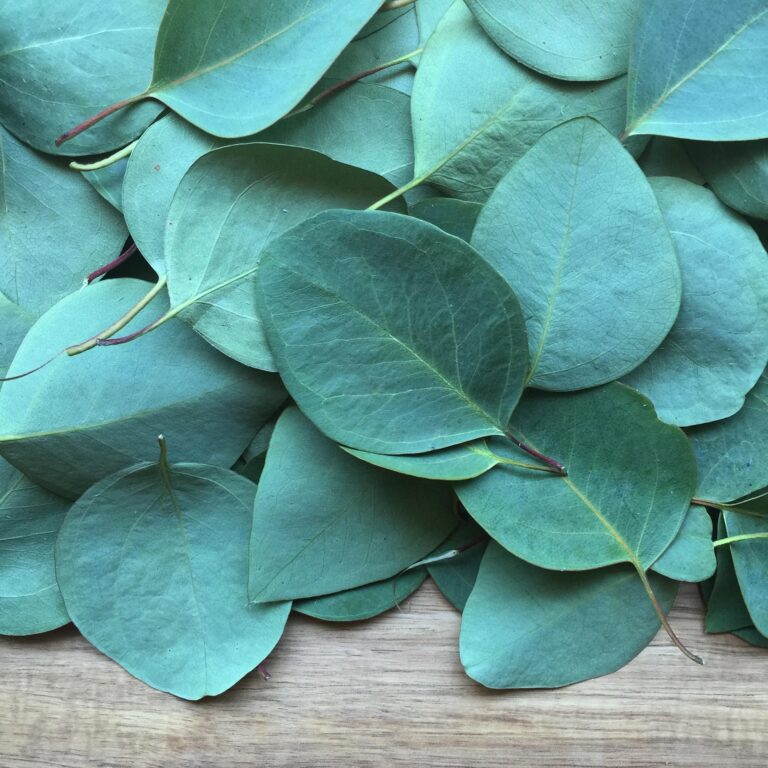 eucalyptus